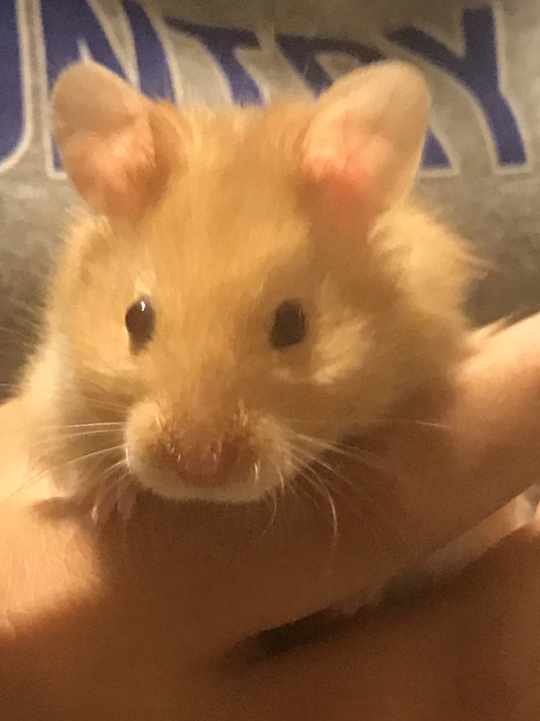 Summer of the Hamster